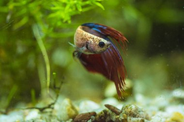 Savaşçı Siyam Balığı (Betta ihtişamlı), diğer adıyla Beta Balığı