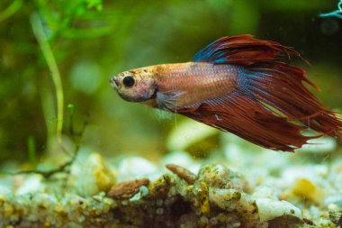 Savaşçı Siyam Balığı (Betta ihtişamlı), diğer adıyla Beta Balığı