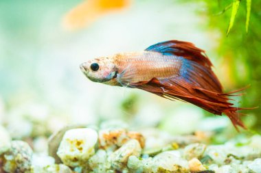 Savaşçı Siyam Balığı (Betta ihtişamlı), diğer adıyla Beta Balığı