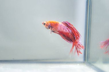 Savaşçı Siyam Balığı (Betta ihtişamlı), diğer adıyla Beta Balığı