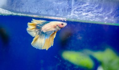 Savaşçı Siyam Balığı (Betta ihtişamlı), diğer adıyla Beta Balığı