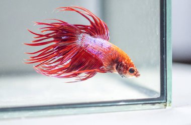 Savaşçı Siyam Balığı (Betta ihtişamlı), diğer adıyla Beta Balığı