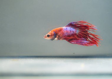 Savaşçı Siyam Balığı (Betta ihtişamlı), diğer adıyla Beta Balığı