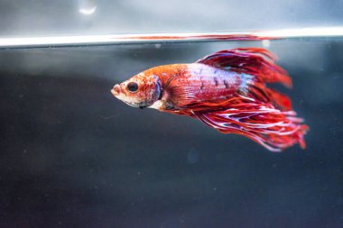 Savaşçı Siyam Balığı (Betta ihtişamlı), diğer adıyla Beta Balığı