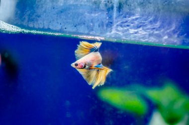 Savaşçı Siyam Balığı (Betta ihtişamlı), diğer adıyla Beta Balığı