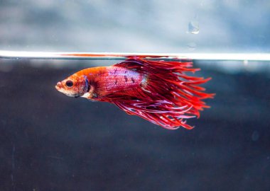 Savaşçı Siyam Balığı (Betta ihtişamlı), diğer adıyla Beta Balığı