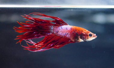 Savaşçı Siyam Balığı (Betta ihtişamlı), diğer adıyla Beta Balığı