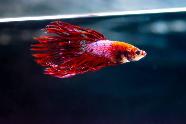 Savaşçı Siyam Balığı (Betta ihtişamlı), diğer adıyla Beta Balığı