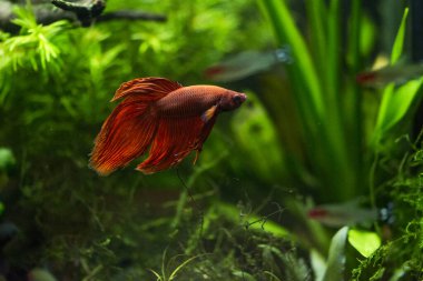 Savaşçı Siyam Balığı (Betta ihtişamlı), diğer adıyla Beta Balığı