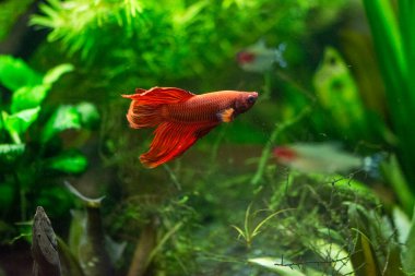 Savaşçı Siyam Balığı (Betta ihtişamlı), diğer adıyla Beta Balığı