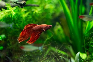 Savaşçı Siyam Balığı (Betta ihtişamlı), diğer adıyla Beta Balığı