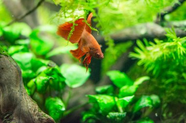 Savaşçı Siyam Balığı (Betta ihtişamlı), diğer adıyla Beta Balığı