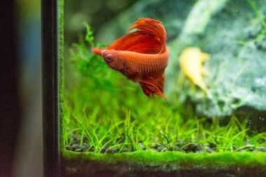 Savaşçı Siyam Balığı (Betta ihtişamlı), diğer adıyla Beta Balığı