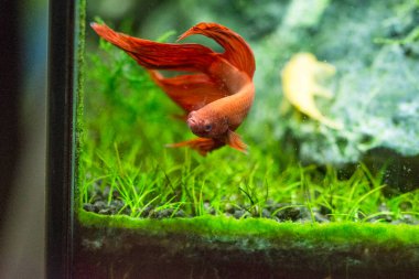 Savaşçı Siyam Balığı (Betta ihtişamlı), diğer adıyla Beta Balığı