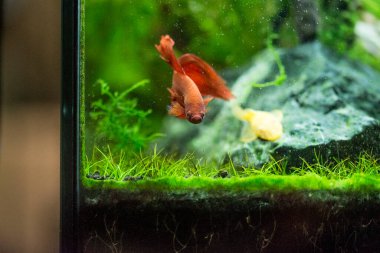 Savaşçı Siyam Balığı (Betta ihtişamlı), diğer adıyla Beta Balığı