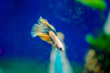 Savaşçı Siyam Balığı (Betta ihtişamlı), diğer adıyla Beta Balığı