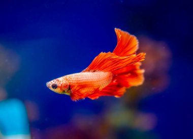 Savaşçı Siyam Balığı (Betta ihtişamlı), diğer adıyla Beta Balığı