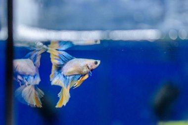 Savaşçı Siyam Balığı (Betta ihtişamlı), diğer adıyla Beta Balığı