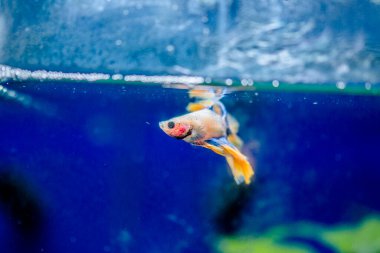 Savaşçı Siyam Balığı (Betta ihtişamlı), diğer adıyla Beta Balığı