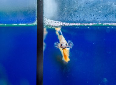 Savaşçı Siyam Balığı (Betta ihtişamlı), diğer adıyla Beta Balığı