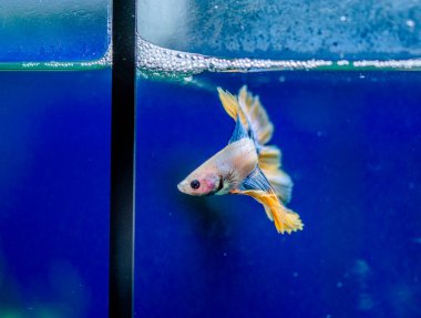 Savaşçı Siyam Balığı (Betta ihtişamlı), diğer adıyla Beta Balığı