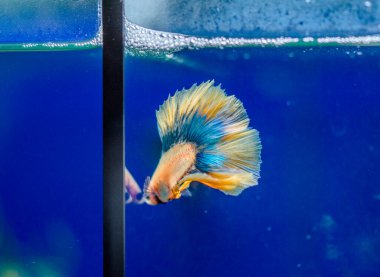 Savaşçı Siyam Balığı (Betta ihtişamlı), diğer adıyla Beta Balığı