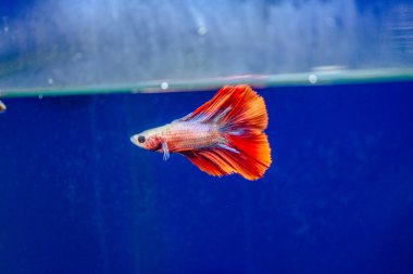 Savaşçı Siyam Balığı (Betta ihtişamlı), diğer adıyla Beta Balığı