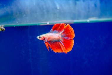 Savaşçı Siyam Balığı (Betta ihtişamlı), diğer adıyla Beta Balığı