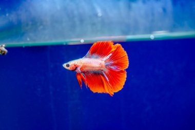 Savaşçı Siyam Balığı (Betta ihtişamlı), diğer adıyla Beta Balığı