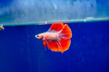 Savaşçı Siyam Balığı (Betta ihtişamlı), diğer adıyla Beta Balığı