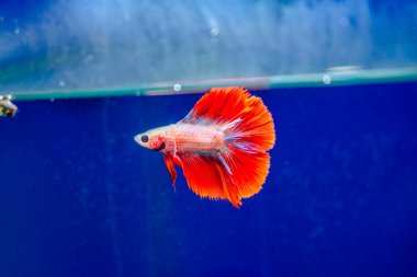 Savaşçı Siyam Balığı (Betta ihtişamlı), diğer adıyla Beta Balığı