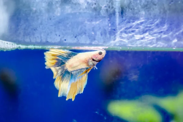 Ikan Perang Siam Betta Splendens Juga Dikenal Sebagai Thebetta — Stok Foto