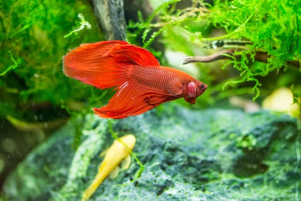 Σιαμαία Ψάρια Που Μάχονται Betta Splendens Επίσης Γνωστή Thebetta — Φωτογραφία Αρχείου