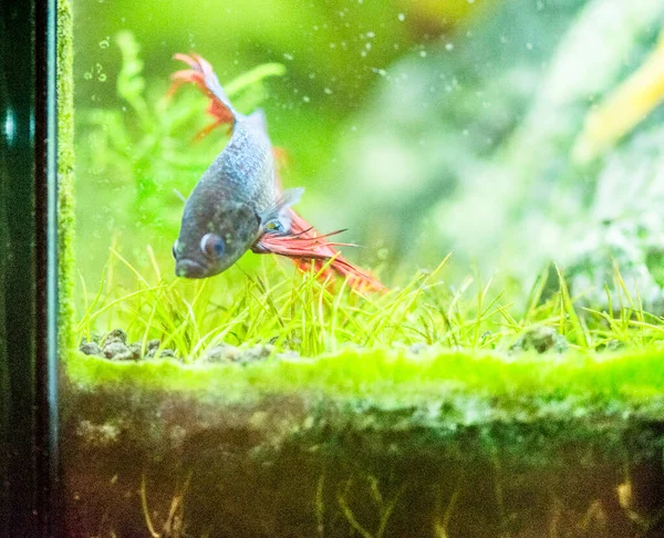 Savaşçı Siyam Balığı (Betta ihtişamlı), diğer adıyla Beta Balığı