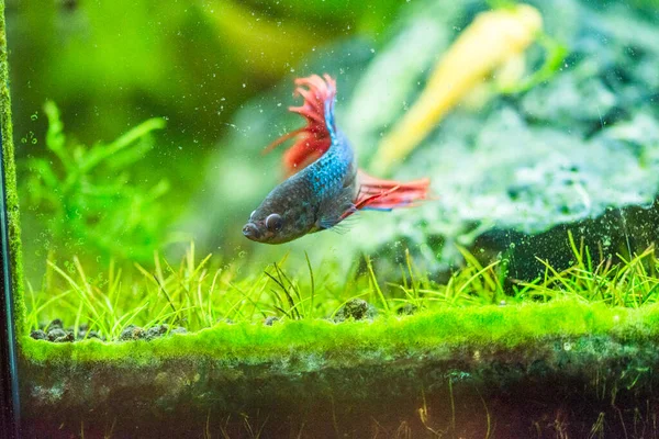 Savaşçı Siyam Balığı (Betta ihtişamlı), diğer adıyla Beta Balığı