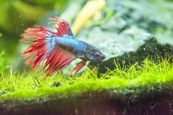 Ikan Perang Siam Betta Splendens Juga Dikenal Sebagai Thebetta — Stok Foto