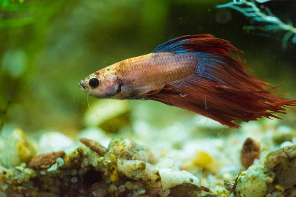 Savaşçı Siyam Balığı (Betta ihtişamlı), diğer adıyla Beta Balığı