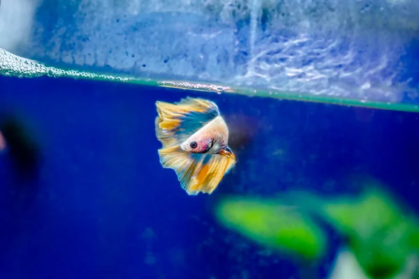 Thesiamese Peixe Combate Betta Splendens Também Conhecido Como Thebetta — Fotografia de Stock