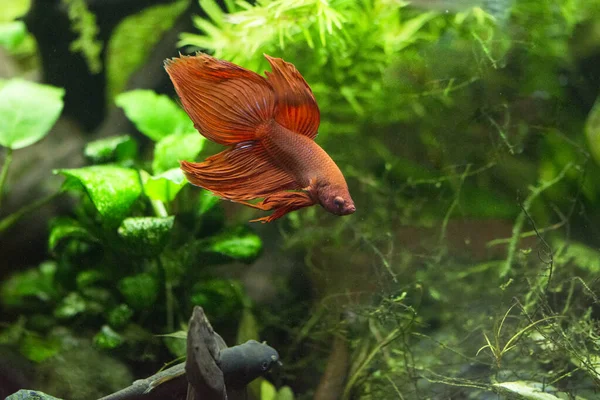 Savaşçı Siyam Balığı (Betta ihtişamlı), diğer adıyla Beta Balığı