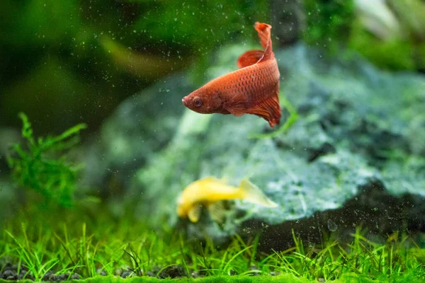 Savaşçı Siyam Balığı (Betta ihtişamlı), diğer adıyla Beta Balığı