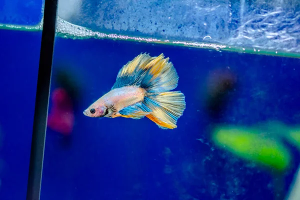 Savaşçı Siyam Balığı (Betta ihtişamlı), diğer adıyla Beta Balığı