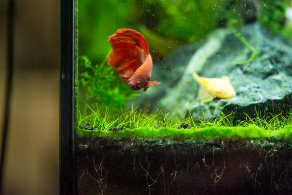 Savaşçı Siyam Balığı (Betta ihtişamlı), diğer adıyla Beta Balığı