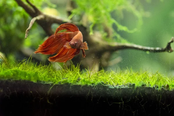 Thesiamese Peixe Combate Betta Splendens Também Conhecido Como Thebetta — Fotografia de Stock