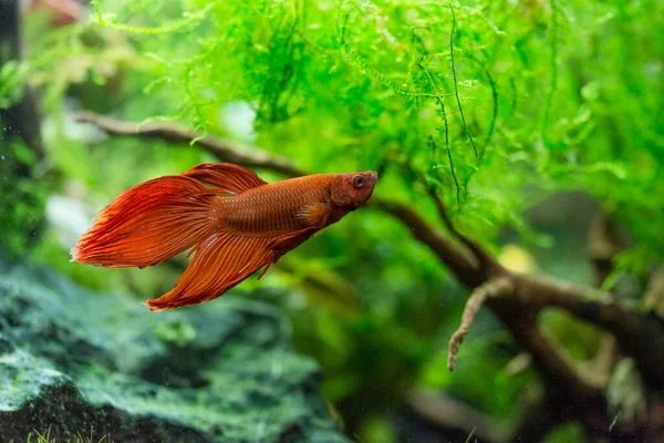 Σιαμαία Ψάρια Που Μάχονται Betta Splendens Επίσης Γνωστή Thebetta — Φωτογραφία Αρχείου