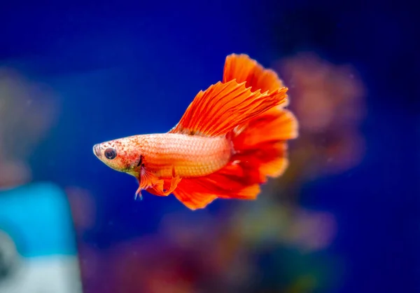 Siamese Vechtvis Betta Splendens Ook Bekend Als Betta — Stockfoto