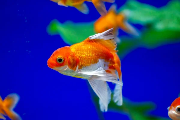 Akvaryumdaki Japon Balığı - Carassius Auratus