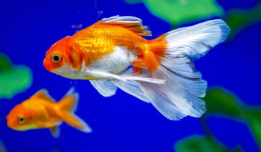 Akvaryumdaki Japon Balığı - Carassius Auratus