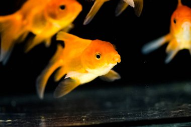 Akvaryumdaki Japon Balığı - Carassius Auratus