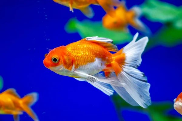 Peixe Dourado Aquário Carassius Auratus — Fotografia de Stock