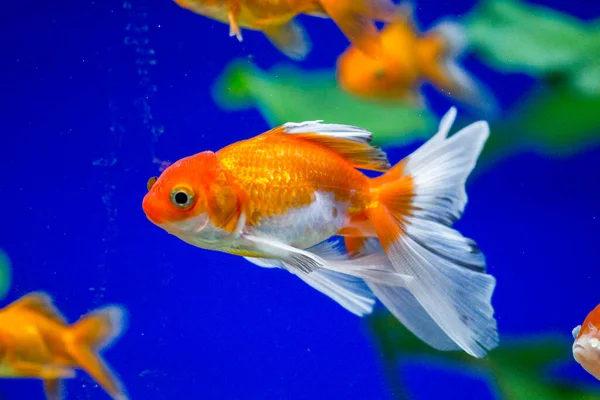 Золотая Рыбка Аквариуме Carassius Auratus — стоковое фото